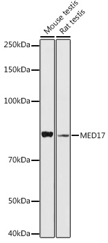 Western blot analysis of extracts of various cell lines using MED17 Polyclonal Antibody at 1:1000 dilution.