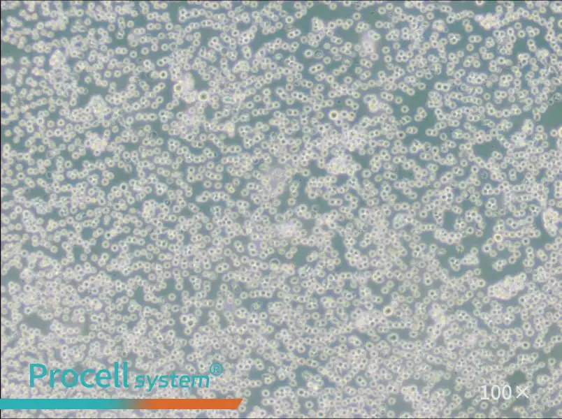 JM Cell Complete MediumJM Cell Complete Medium - 3