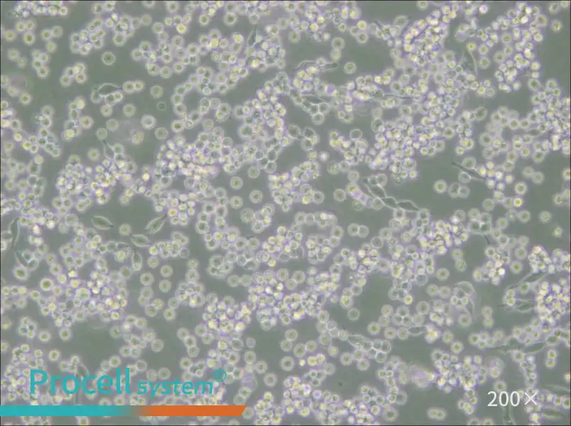 B95-8 Cell Complete Medium - small - 6