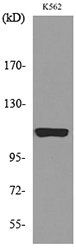 Recombinant NLRP3 Monoclonal Antibody - 2