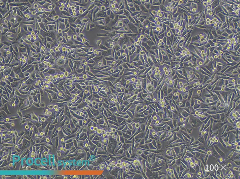 PC-3 Cell Complete Medium - 3