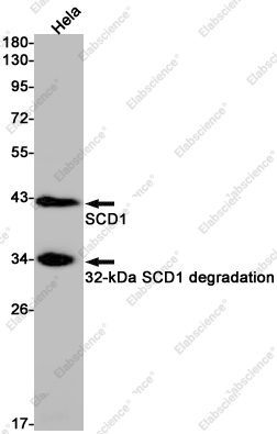Recombinant SCD1 Monoclonal Antibody - 1