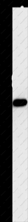 Connexin-45 Polyclonal Antibody - 1
