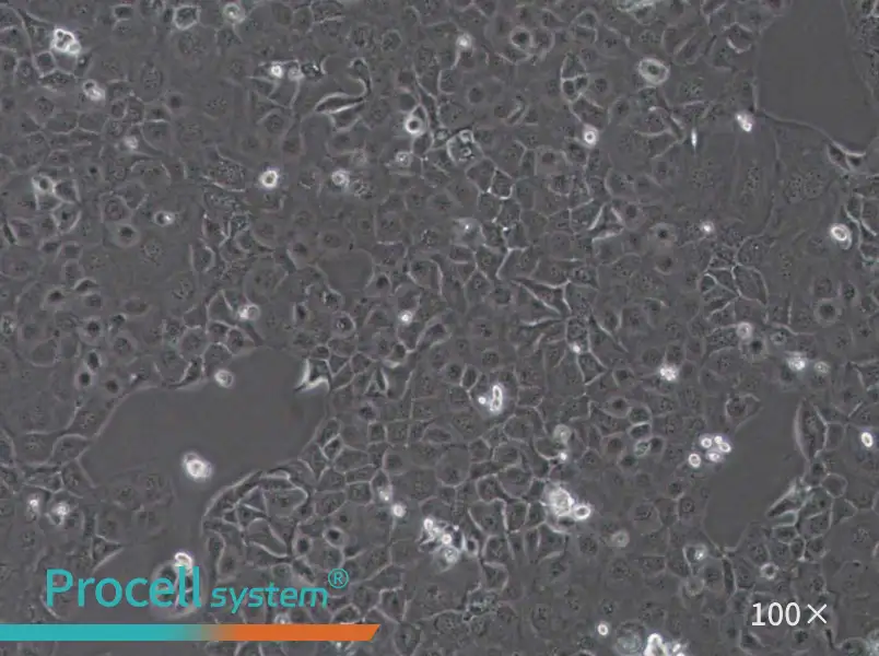 SF763 Cell Complete Medium - 1