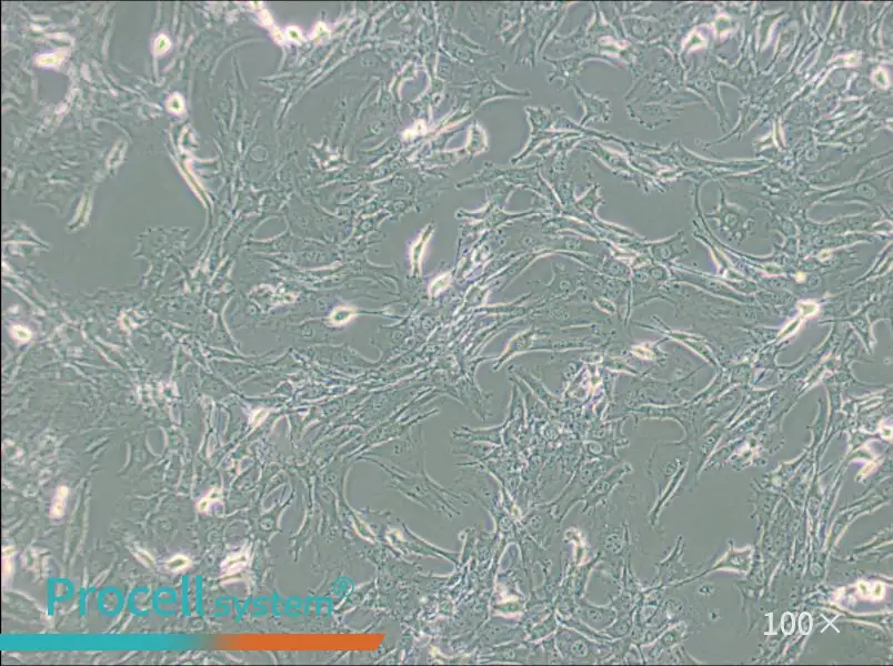 TtT/GF Cell Complete Medium - 2