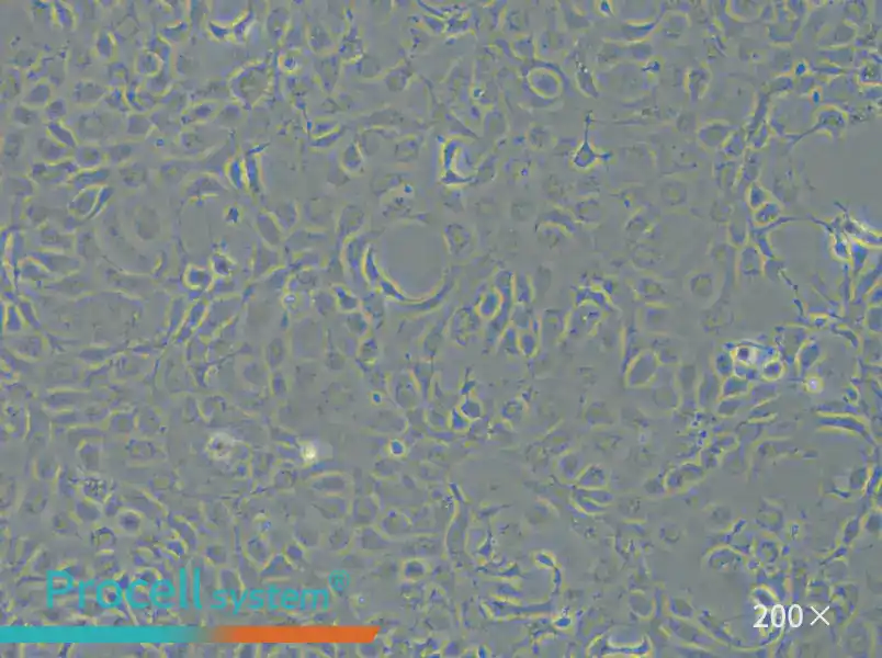 EPC Cell Complete Medium - small - 5