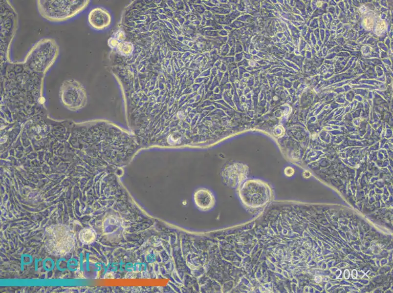 SW1116 (L15) Cell Complete Medium - 5