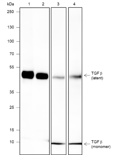 Recombinant TGF beta 1 Monoclonal Antibody-searchlist-1