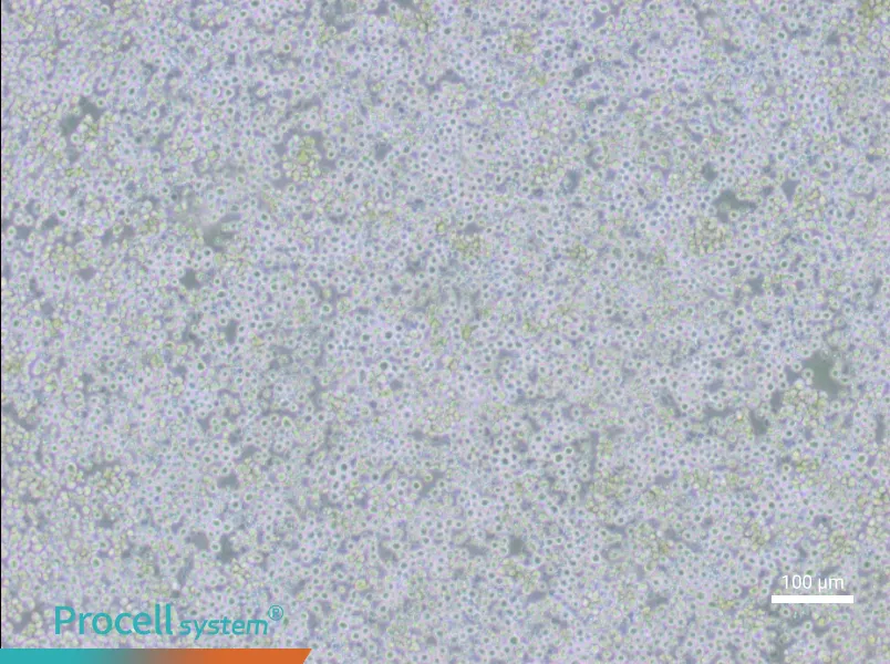 AE-2 Cell Complete Medium - 3