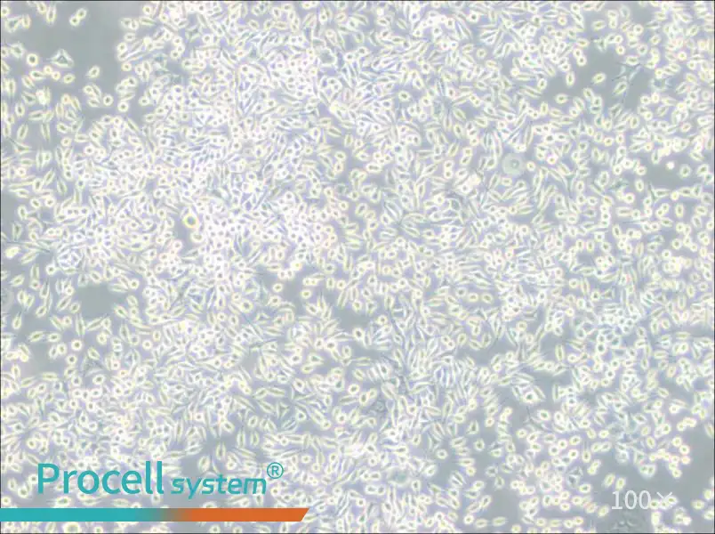 A9 Cell Complete MediumA9 Cell Complete Medium - 2