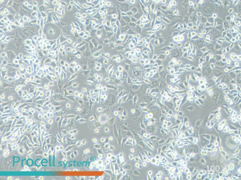 DH82 Cell Complete Medium - 1