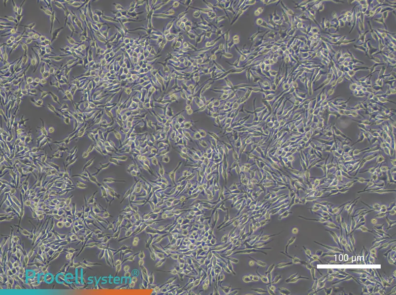 RBL-2H3 Cell Complete Medium - 2