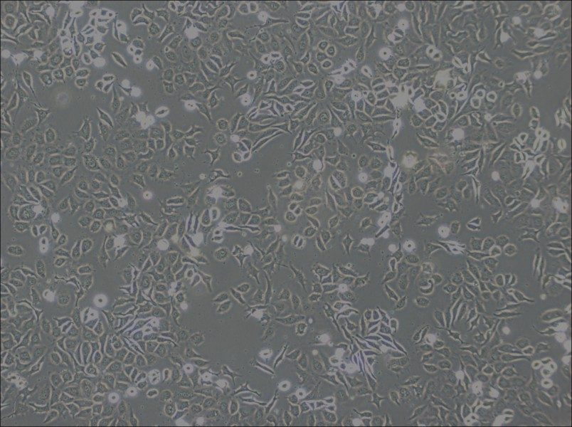 NP69SV40T Cell Complete MediumNP69SV40T Cell Complete Medium - 3