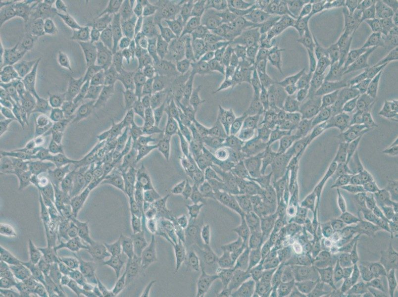 ATDC-5 Cell Complete Medium - small - 5