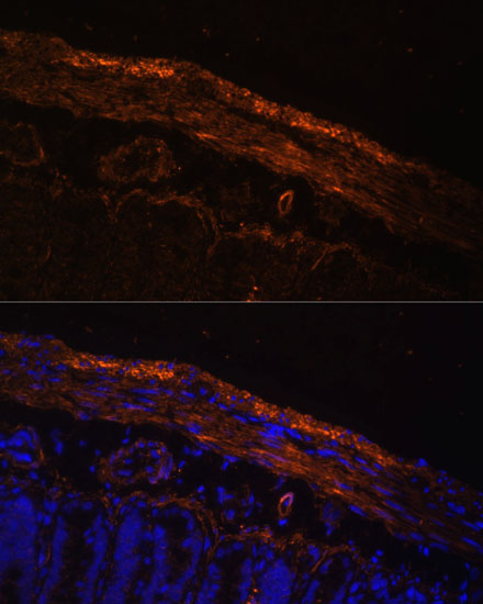 Immunofluorescence analysis of Rat intestine using MYL9 Polyclonal Antibody at dilution of  1:100. Blue: DAPI for nuclear staining.