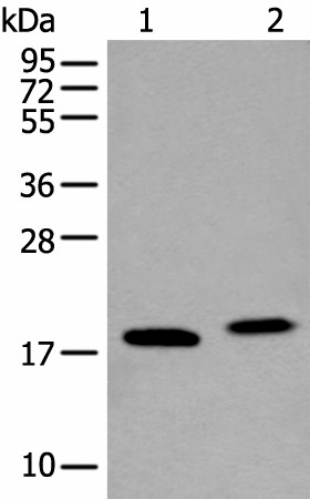 Western blot analysis of K562 cell and Mouse brain tissue lysates  using VAMP4 Polyclonal Antibody at dilution of 1:400