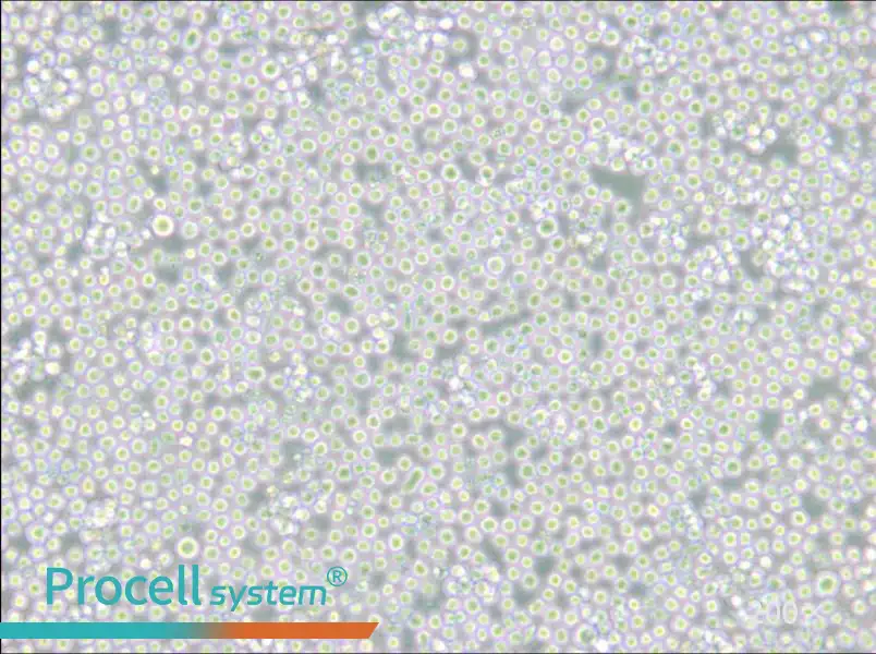 MEL Cell Complete Medium - small - 4