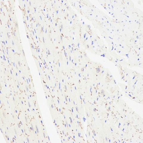 Immunohistochemistry analysis of paraffin-embedded mouse heart  using Connexin 43 Polyclonal Antibody at dilution of 1:300.