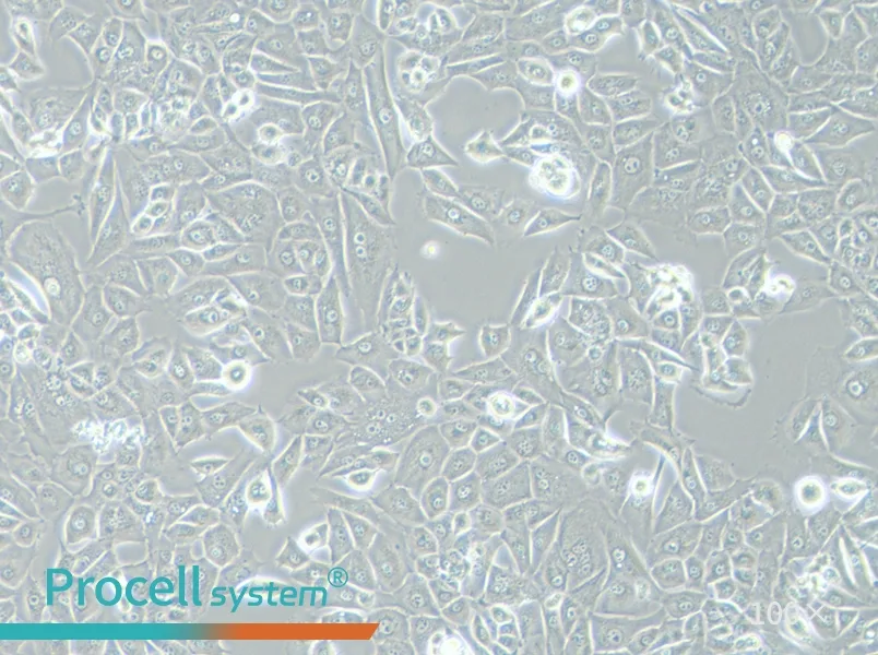 NCI-H226 [H226] Cell Complete MediumNCI-H226 [H226] Cell Complete Medium - 2