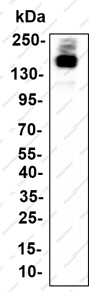 Recombinant Jagged1 Monoclonal Antibody - 1
