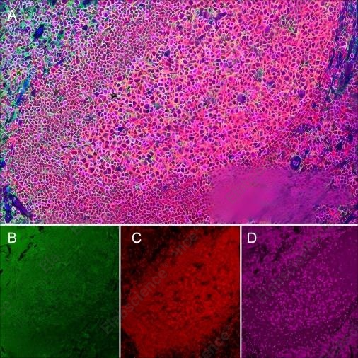Recombinant CD3 epsilon Monoclonal Antibody - 7