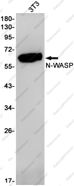 Recombinant N WASP Monoclonal Antibody - 1