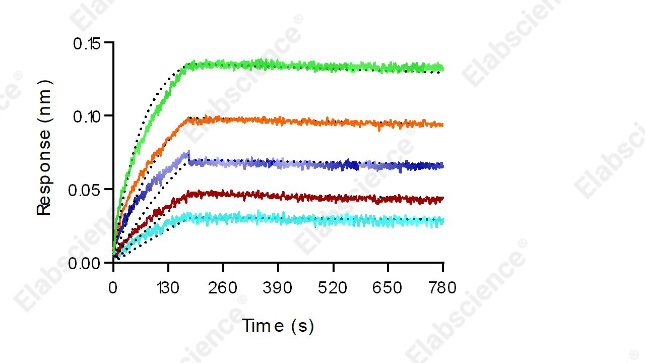 Recombinant Human HER2/ErbB2 Protein (His Tag) - 4
