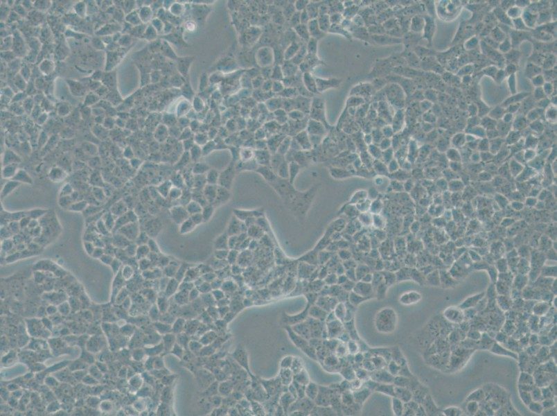 RPMI-2650 Cell Complete Medium - small - 5