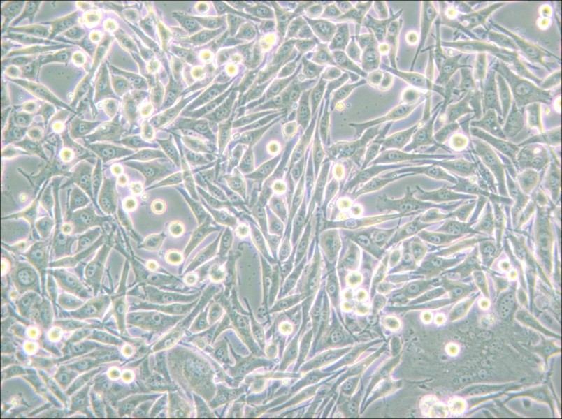 HMY-1 Cell Complete Medium - small - 5