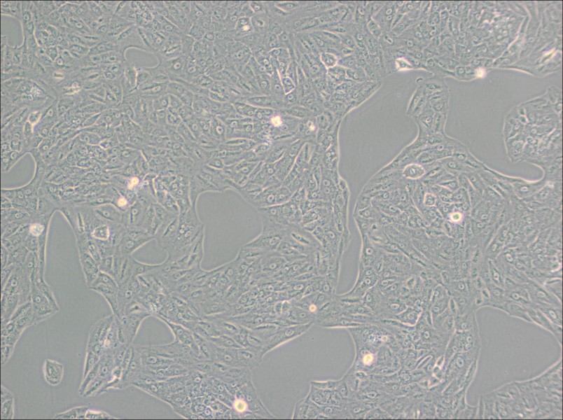 A549-TAX Cell Complete Medium - 3