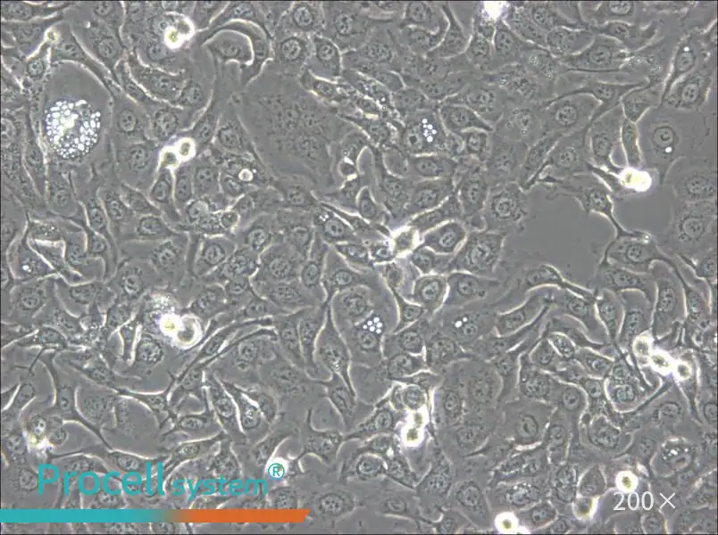 KU-19-19 Cell Complete Medium - 5