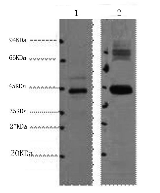 Western Blot analysis of 1) HepG2, 2) Mouse kidney using AMACR Monoclonal Antibody at dilution of 1:1000.