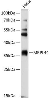 Western blot analysis of extracts of HeLa cells using MRPL44 Polyclonal Antibody at 1:2000 dilution.