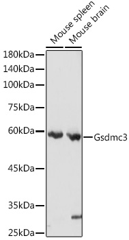 Western blot analysis of extracts of various cell lines using Gsdmc3 Polyclonal Antibody at 1:3000 dilution.