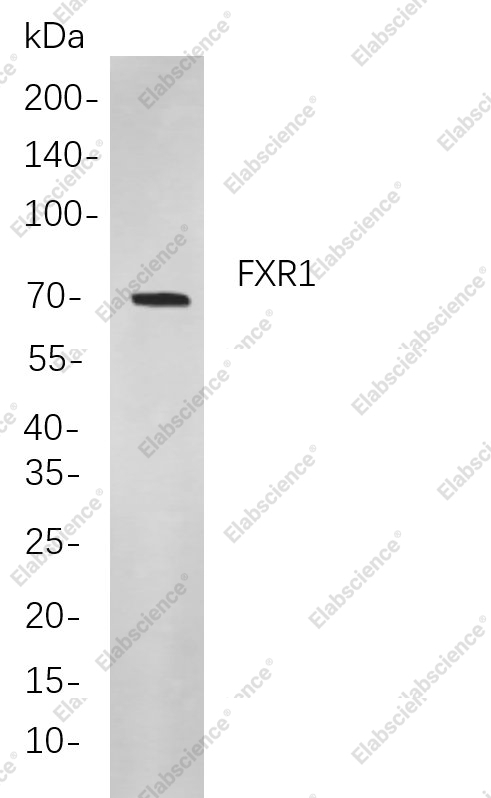 Recombinant FXR1 Monoclonal Antibody - 1