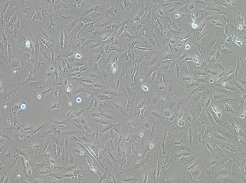 JHH-6 Cell Complete MediumJHH-6 Cell Complete Medium - 2