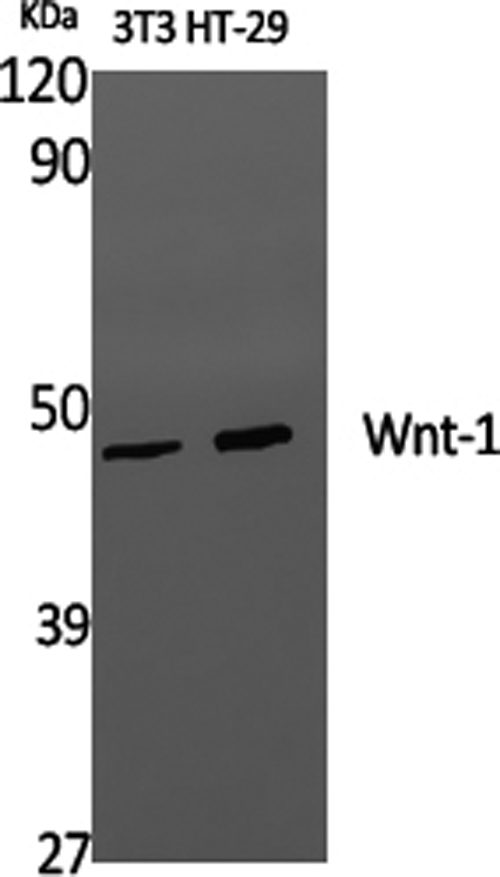 Western Blot analysis of 3T3, HT-29 cells using WNT1 Polyclonal Antibody at dilution of 1:1000.