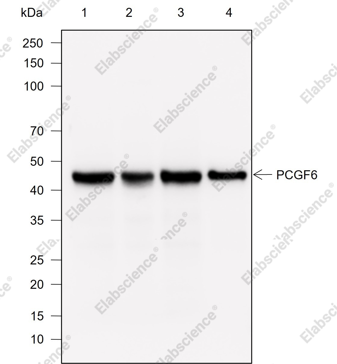 Recombinant PCGF6 Monoclonal Antibody - 1