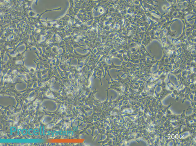 AAV-293 Cell Complete Medium - 6