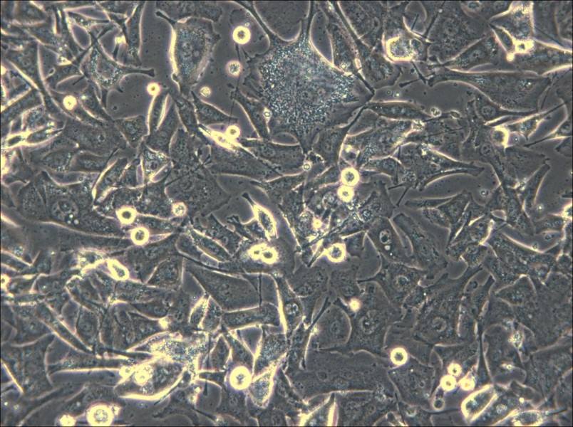 Malme-3M Cell Complete Medium - small - 5