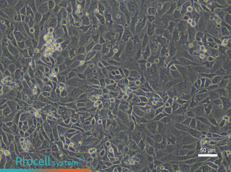 Mouse Small Intestinal Mucosal Epithelial Cell Complete Medium - 6