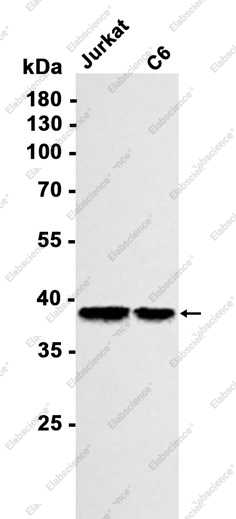 Recombinant IDH2 Monoclonal Antibody - 1