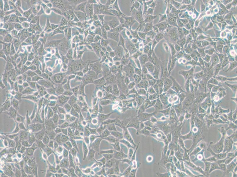 MC38 Cell Complete Medium - small - 4