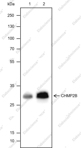 Recombinant CHMP2B Monoclonal Antibody - 1