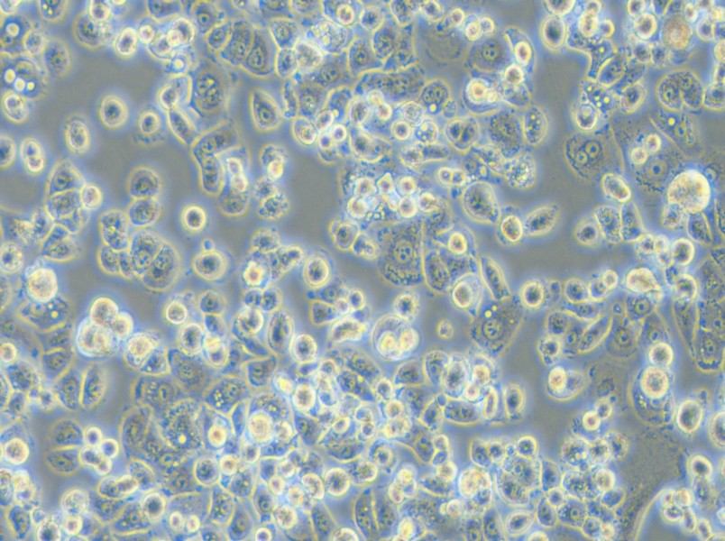 GCIY Cell Complete Medium - 4