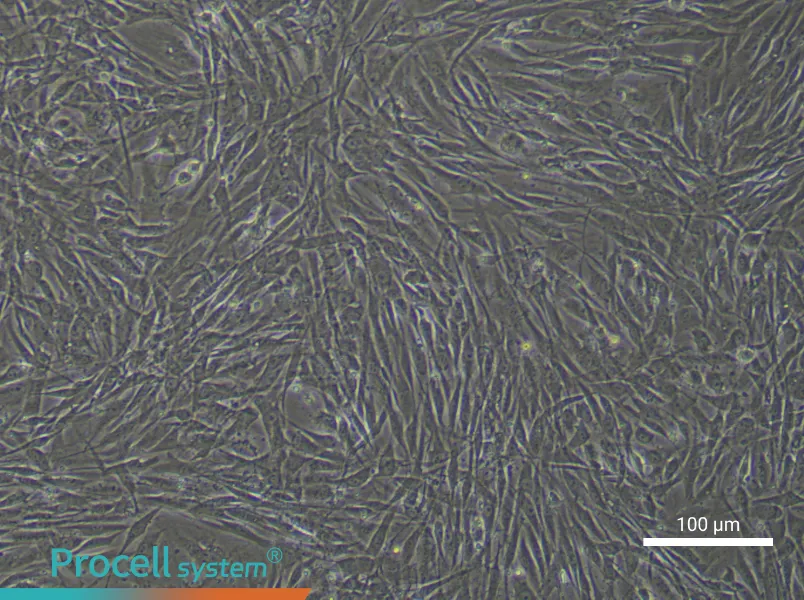 Human Dental Pulp Stem Cell Complete Medium - 1