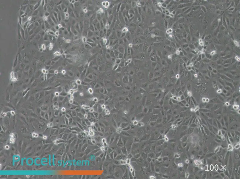 Panc 03.27 Cell Complete Medium - 1