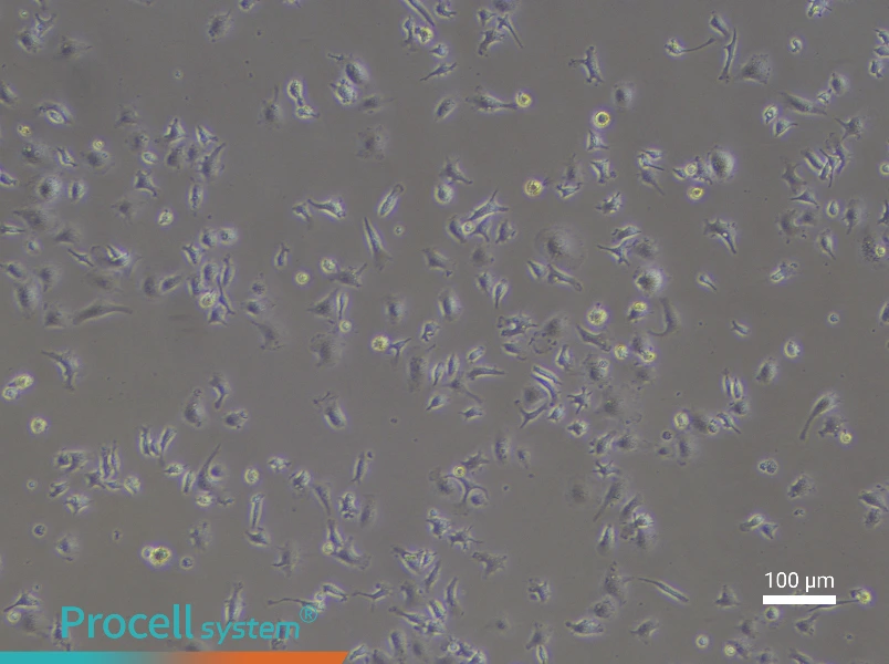 Mouse Microglial Cell Complete Medium - 1