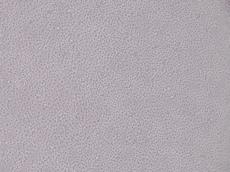 SU-DHL-8 Cell Complete Medium-searchlist-1