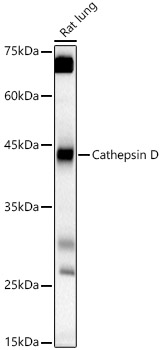 Western blot analysis of Rat lung using CathepsinD Polyclonal Antibody at 1:500 dilution.